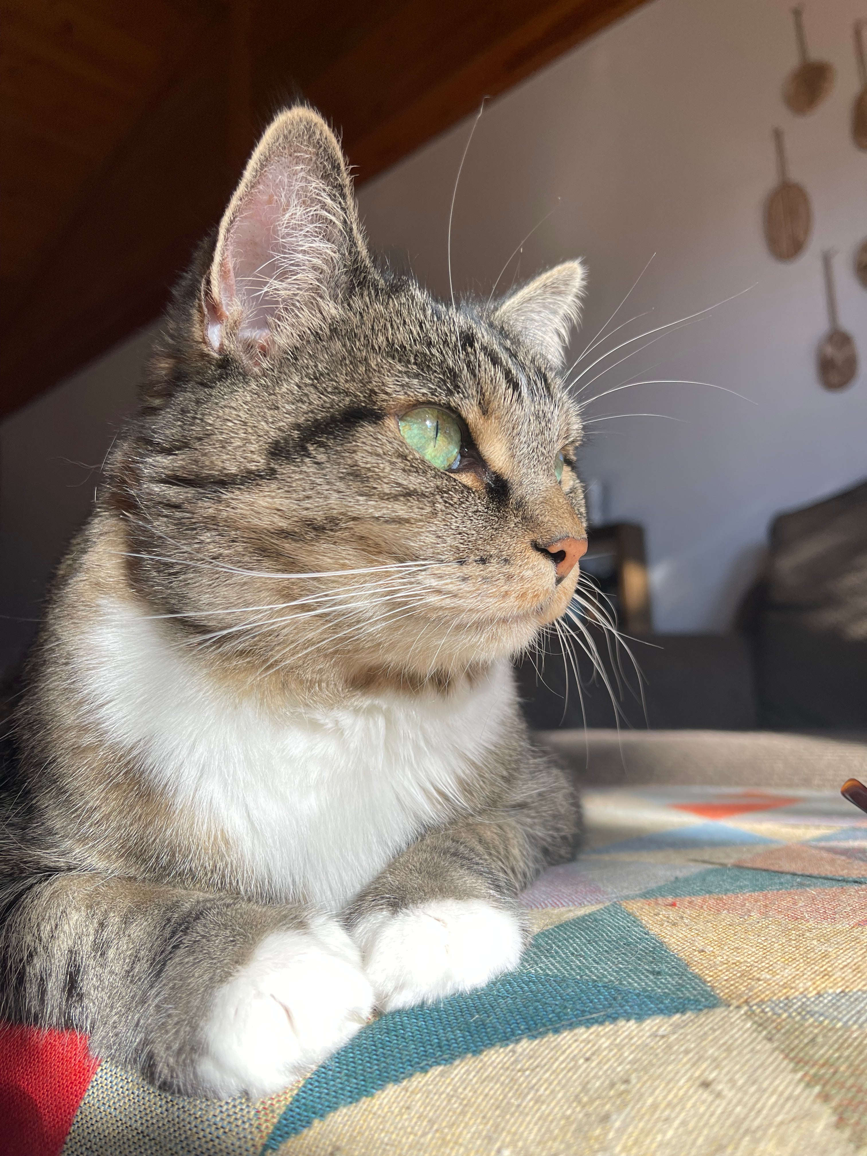 Pet Sitting Service